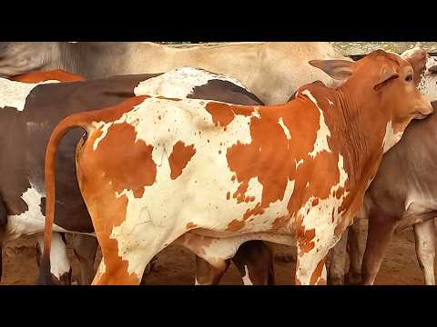 Feira de Gado/Bezerros Capoeiras Pe.23/10/26
