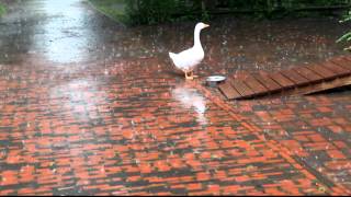 Gans gelassen im Regen stehen