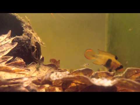 Apistogramma panduro