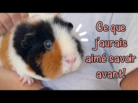 7 things I wish I had known before adopting guinea pigs!