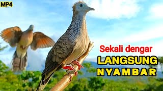 Download lagu Perkutut Lokal Gacor PIKAT Ampuh Pancingan Supaya Bunyi mp3