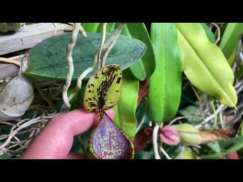 Marshydro TSL2000 LED Results & Quick Lowland Greenhouse Tour with Nepenthes,  Orchids