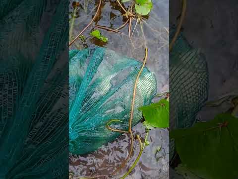 curimatã pega de anzol em horizonte ceará