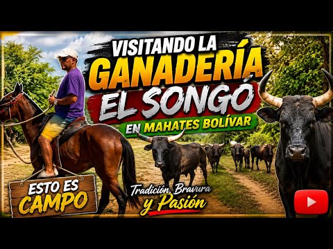 Visitando la Ganadería el songó de los hermanos López perna, en Mahates Bolívar 2026 