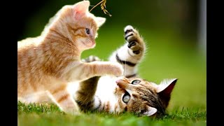 cute baby cats funny videos