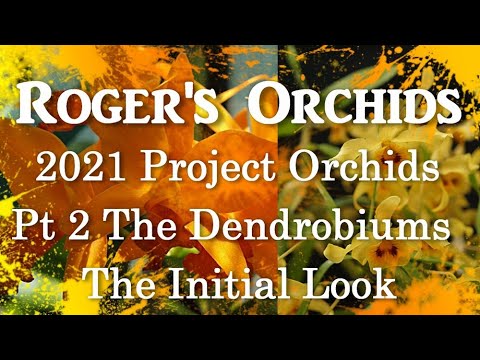 2021 Project Orchids Pt 2 The Dendrobiums - The Initial Look