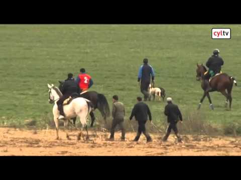 Final Campeonato de España de Galgos en Nava del Rey, Valladolid