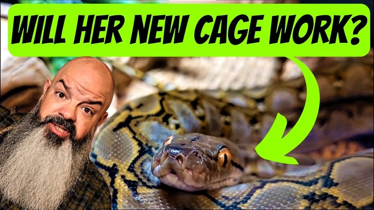 How Will My Python React to a New Enclosure?