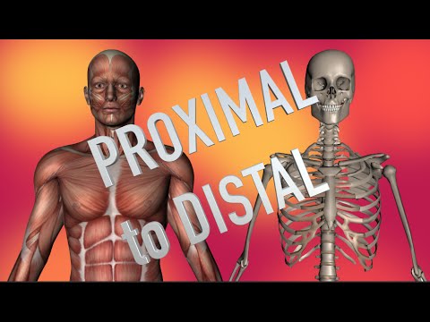 Shoulder and Chest Muscles - Proximal to Distal - Kinesiology Quiz