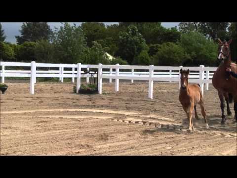 Hengstfohlen Aaron B v. DSP Araldik - Lafitte