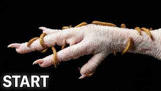10000 Mealworms VS Chicken Foot