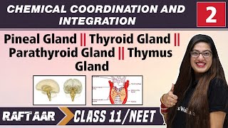 Chemical Coordination & Integration 02 | Pineal, Thyroid, Parathyroid & Thymus Gland | Class 11/NEET