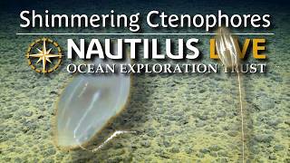 Shimmering Cook Island Ctenophores | Nautilus Live