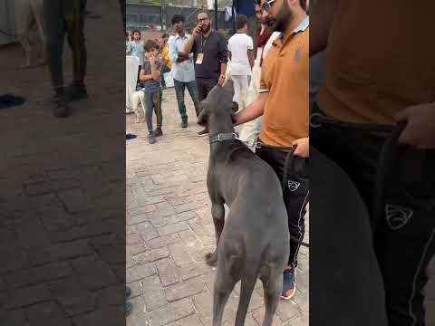 #Pointingdog#dog #shorts #trending