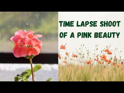 📱Time lapse shoot of Beautiful blooming flower 🌷|| Garden flower || iPhone photography