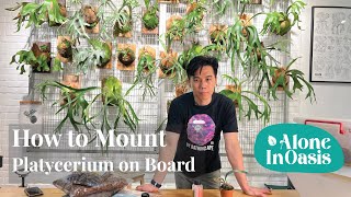 How to Mount Staghorn Fern (Platycerium) on Board | Simple Step-by-Steps Guide