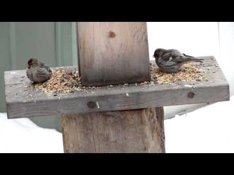 Video of Birds Redpolls British Columbia by SamediSearch