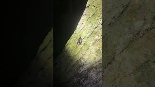 【閲覧注意】2026年カブトムシ捕獲part2