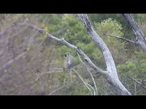Djuma: Vervet Monkey sitting in tree on lookout - 16:19 - 09/06/2023