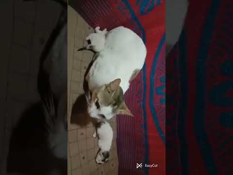 2 new family members Rose and Mahi.🤗💖💕😸😻😻💕💖🤗💝💞🎂🎂💐💐.              (Born on 27 February 2022)💗