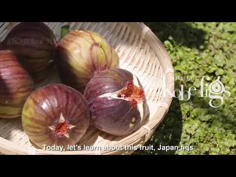 Japanese figs farm and Harvest
