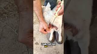 amazing! this is how a lamb finds its new mom❤️ #shorts