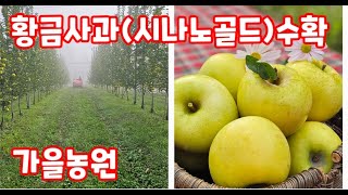 시나노 골드 황금사과 수확 가을농원 구입방법