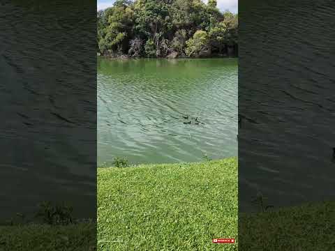 🌿 Parque Guaíraçá | Natureza e Tranquilidade em Curitiba 🇧🇷
