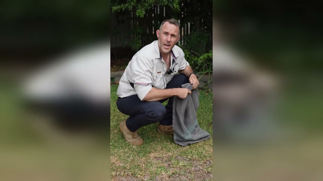 Bugs Grubs Identification and How to Treat Them