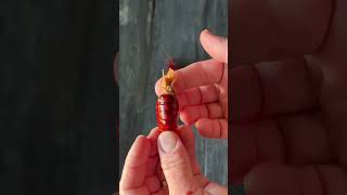 How to eat a crawfish