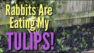Rabbits Are Eating My Tulips!!