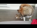 Puppy Bites Bonks His Noggin
