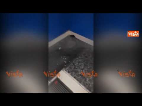 Taranto, un topo gira indisturbato per i corridoi dell'ospedale