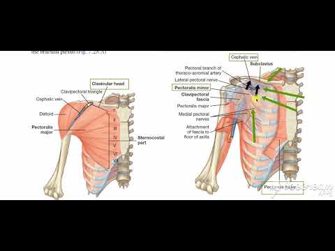 Axillary artery 1st part relations