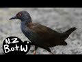 Spotless crake - New Zealand Bird of the Week