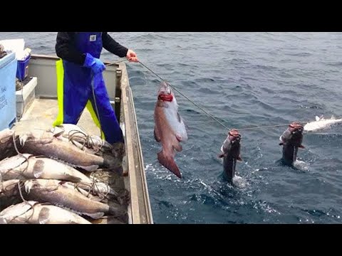 Amazing fishing fish catching skills handline - Amazing Longline Fishing Videos
