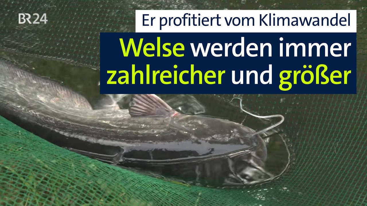 Waller profitiert vom Klimawandel | Abendschau | BR24