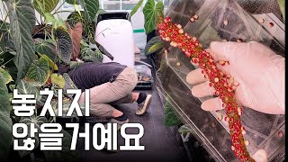 30도 하우스에서 씨앗 350알 하나씩 핀셋으로 심기 ㅣ 안스리움 채종, 파종