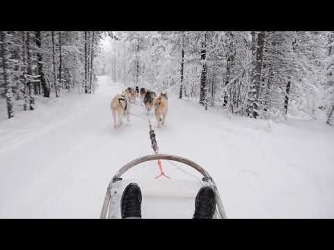 HUSKIES GO DOG SLEDDING | Murmank in Russia