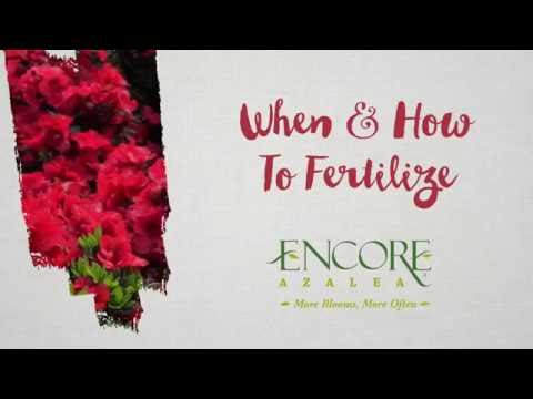 When And How to Fertilize Your Encore Azalea Plants