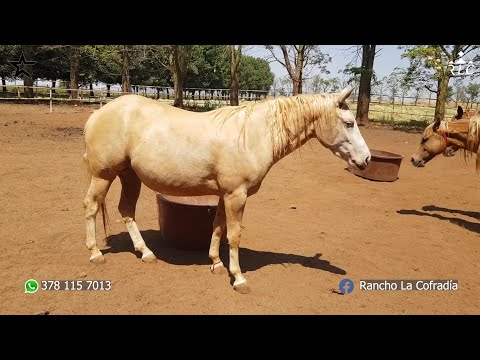 Rancho La Cofradía - Criadero de Caballos Cuarto de Milla en Acatic, Jalisco Parte 2 de 3