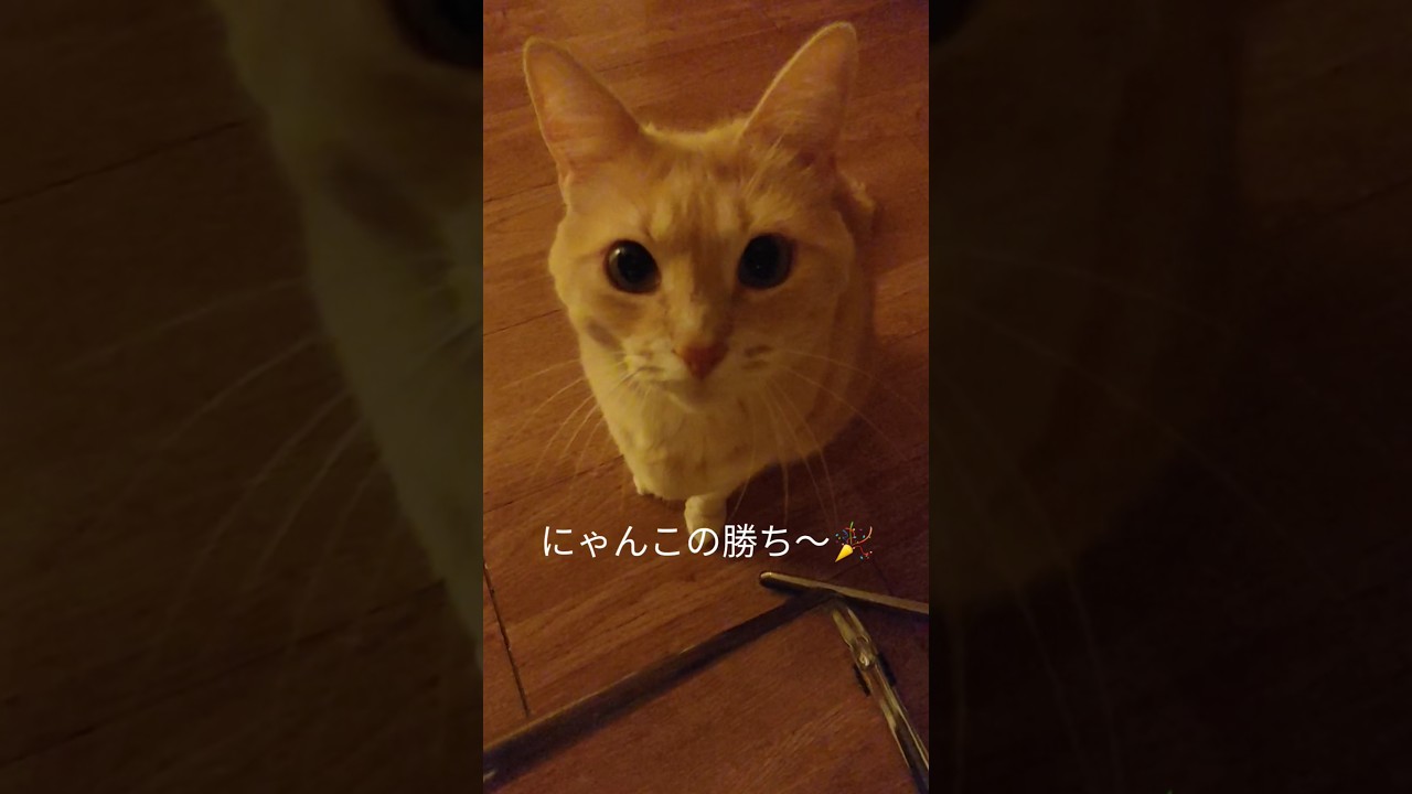 いや、もう、猫に勝てないわ。可愛すぎる　 #猫