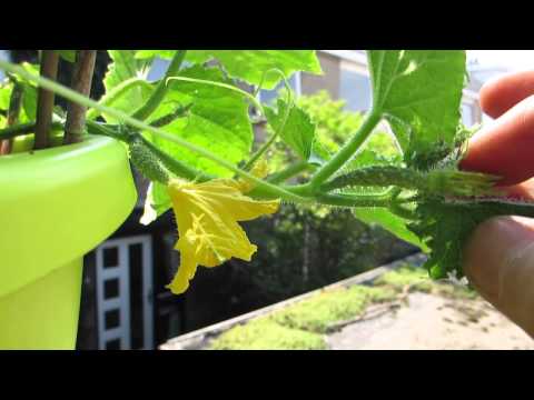 , title : 'Vrouwelijke bloem komkommer plant | Female flower Q-cumber'