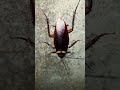 Cockroach Cockroaches Insect Fear Ghost Horrorstory Shorts Viral Ytshorts Reels Wow