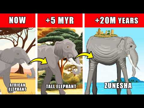 Zunesha Origin Evolution: How Zunesha Could Have Evolved