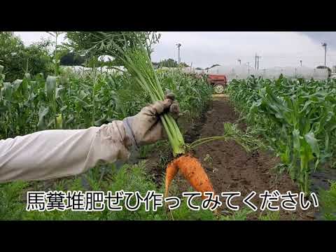 馬糞 堆肥 野菜 菜園 窒素 酸素 いつまたは