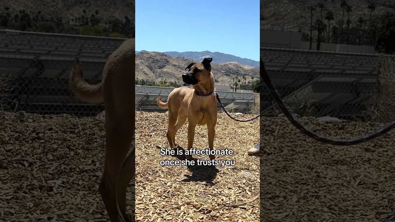 Enlarge Jessie, a Adoptable mixed breed in Palm Springs, CA video 4/4