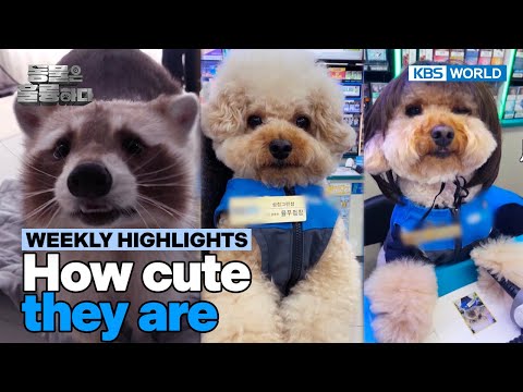 [Weekly Highlights] They're so adorable🥰 [Animals Are Incredible] | KBS WORLD TV 250129
