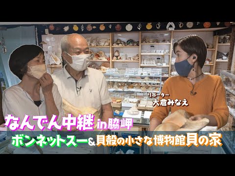 世界の貝を集めて40年以上『貝の家』の貴重なコレクションを紹介！