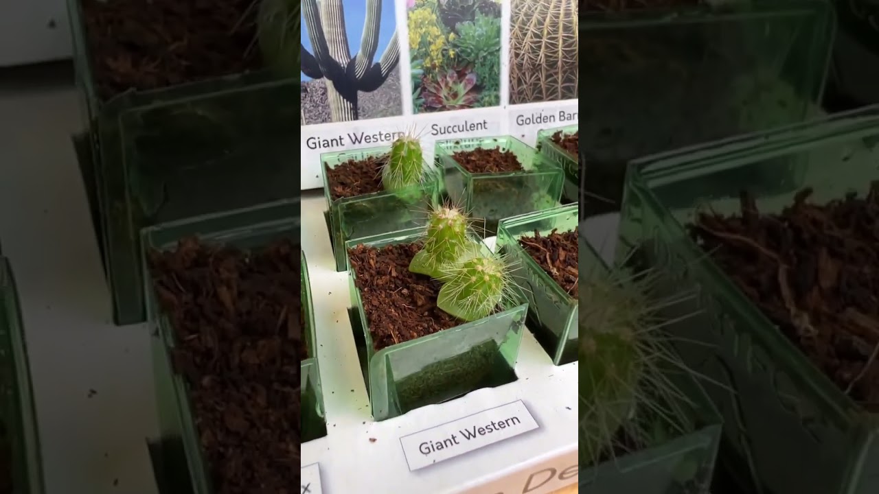 WOW!!! Grow your own Cactus from seed with our Spiky Cactus Garden Kit #trend #cactus #growyourown